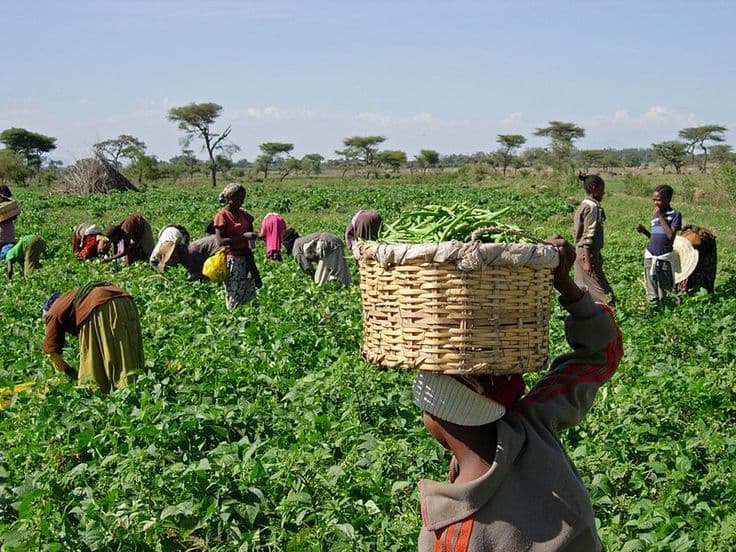 Hamba travel experience in Ethiopia