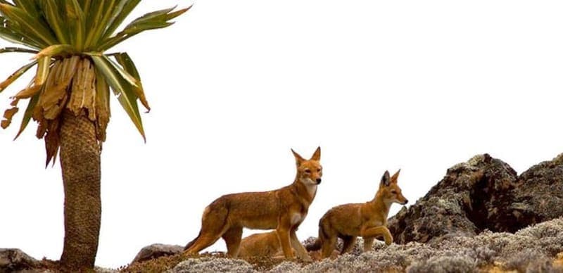 Bale Mountains gallery image 1