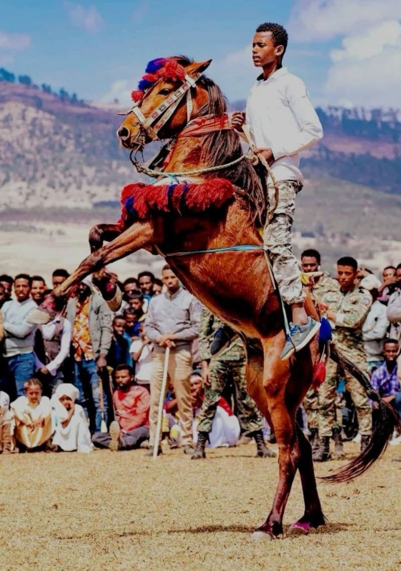 Arsi Cultural Horse Tradition gallery image 1