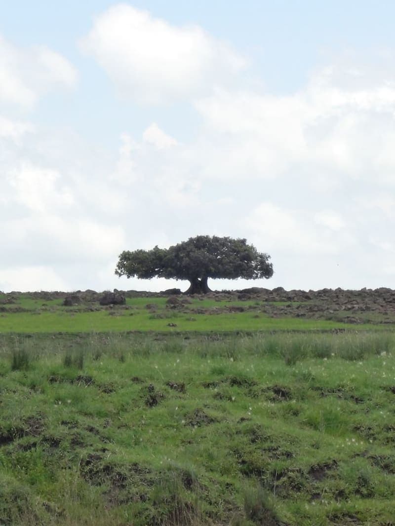 Oda Bultum (Historic Oromo Assembly Site)