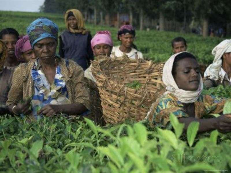 Jimma & Bonga Coffee Tour + Chebera Churchura National Park gallery image 1