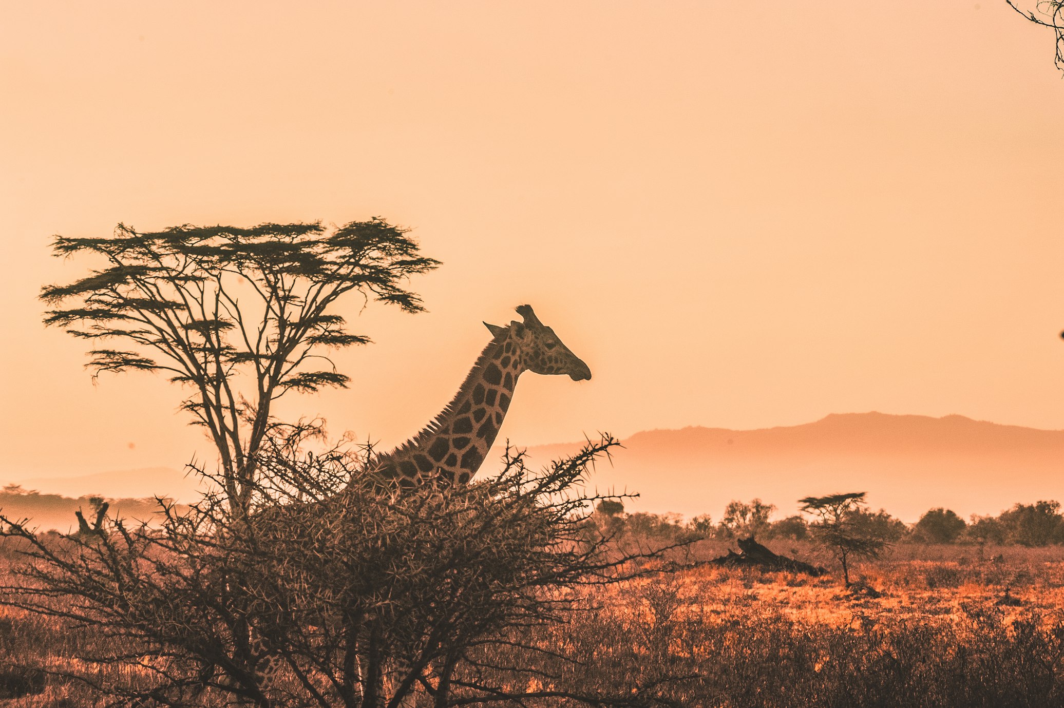 Ethiopian landscape
